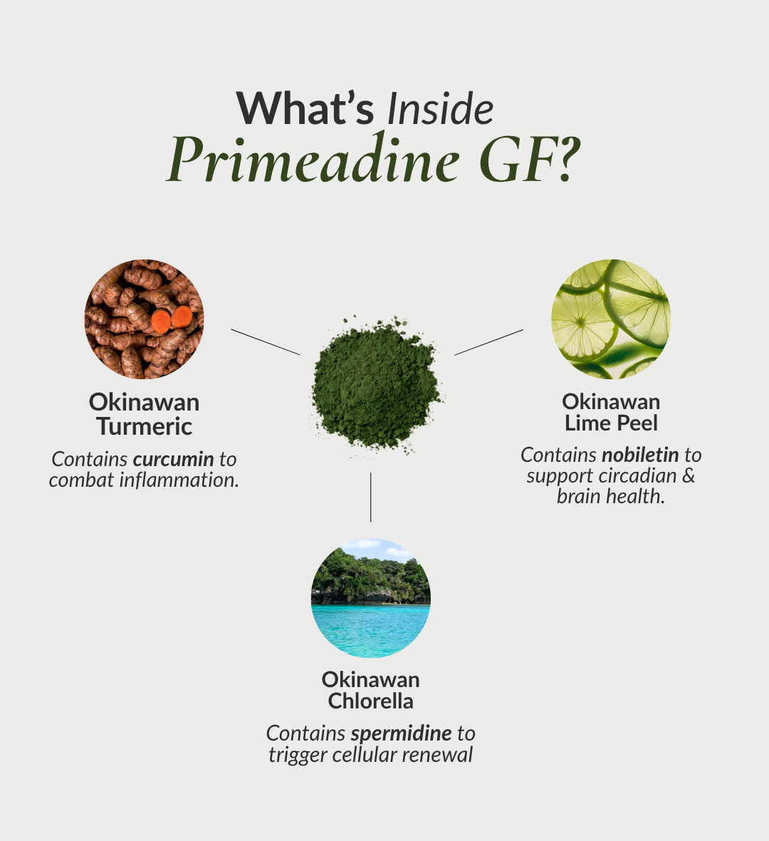 Primeadine® GF Gluten-Free Whole-Food Spermidine Powder - 90 Day Supply