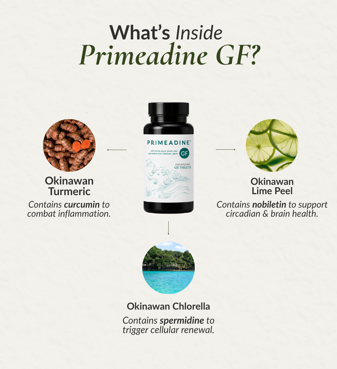 Primeadine® GF Gluten-Free Whole-Food Spermidine Supplement - 1 Bottle / 1 Month Supply
