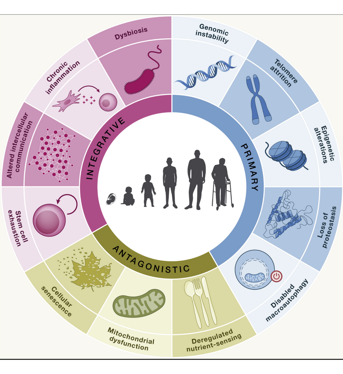 Taken from: López-Otín C, Blasco MA, Partridge L, Serrano M, Kroemer G. Hallmarks of aging: An expanding universe. Cell. 2023 Jan 19;186(2):243-278. doi: 10.1016/j.cell.2022.11.001. Epub 2023 Jan 3. PMID: 36599349