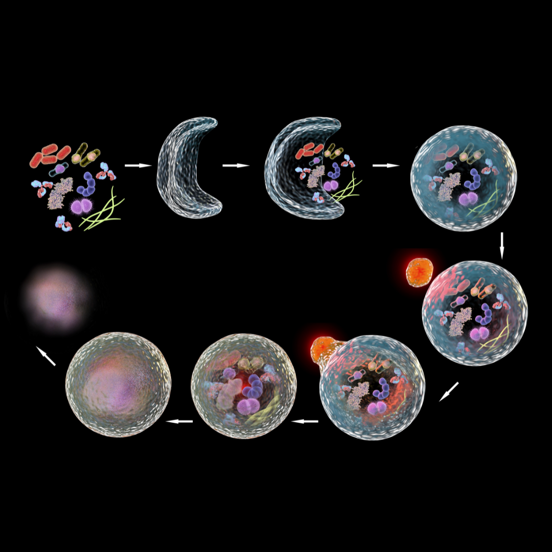 Autophagy Oxford Healthspan