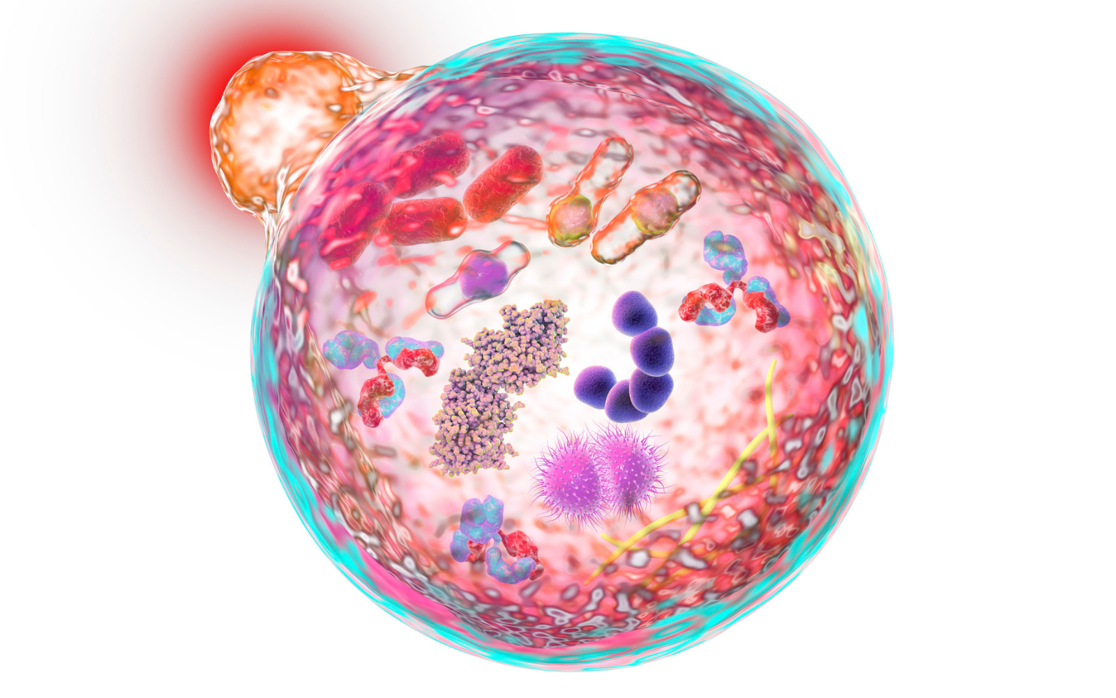 Autophagy Image shows a cell with mitochondria | Oxford Healthspan.