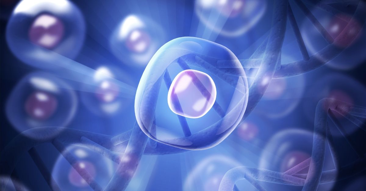 New Research from Oxford: Evidence for Spermidine and Immune Cell Renewal | Oxford Healthspan