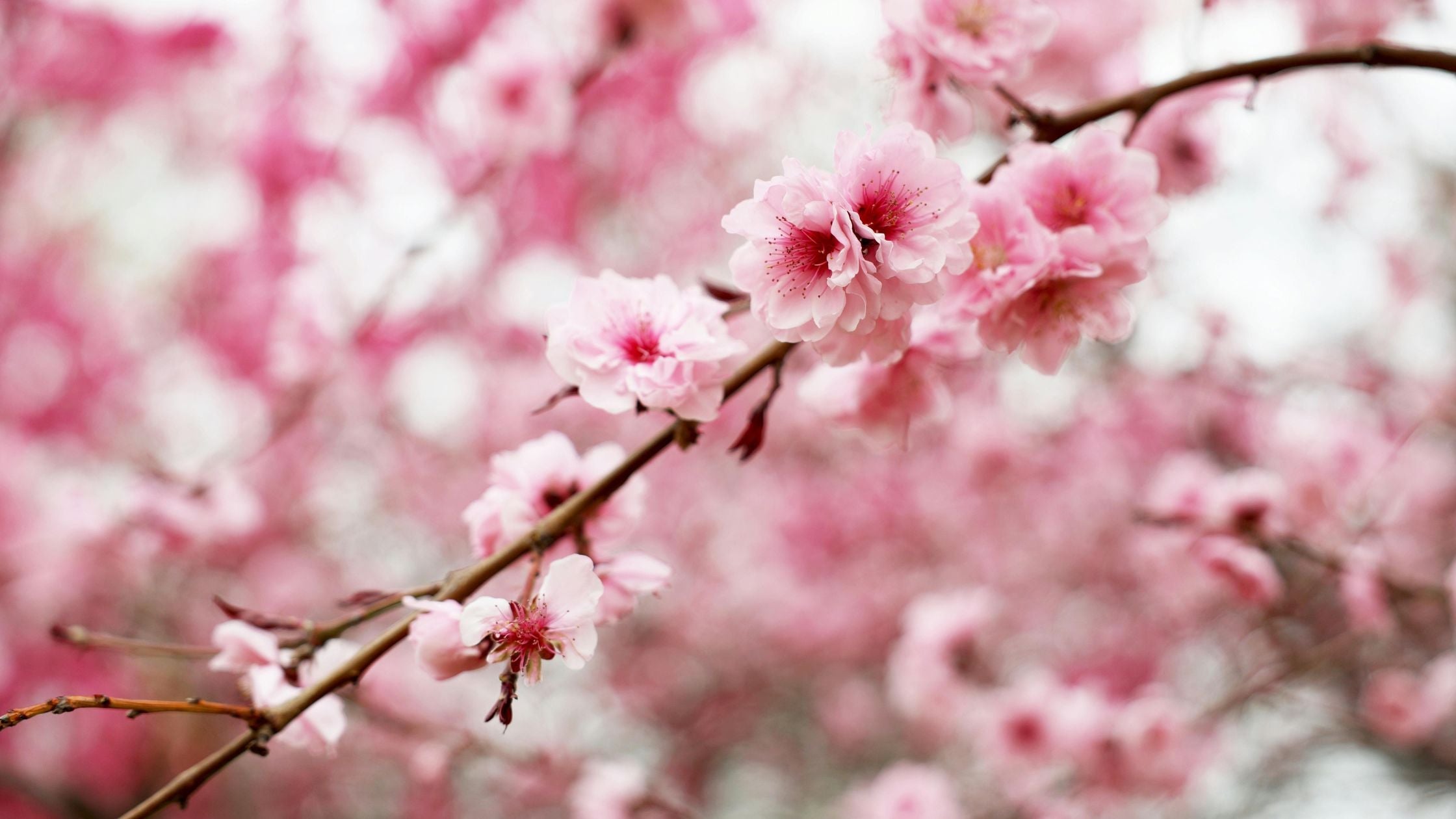 Cherry Blossoms