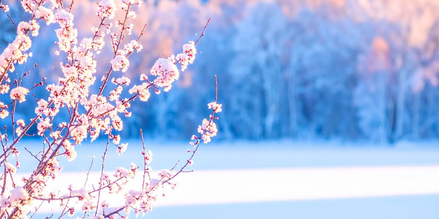 Seasonal Eating for Longevity | Primeadine
