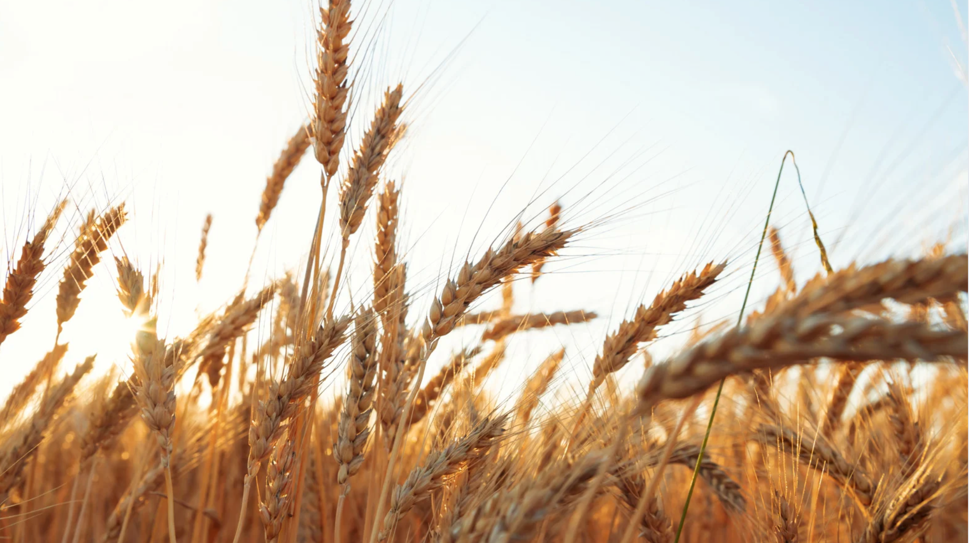 Why Defatting Wheat Germ is Essential for High Quality Spermidine Supplements
