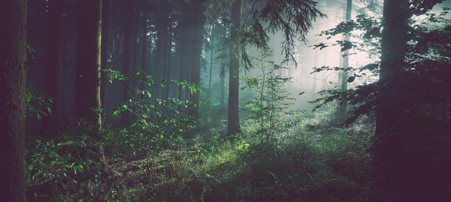 Phytoncide Essential Oils for Forest Bathing | Oxford Healthspan
