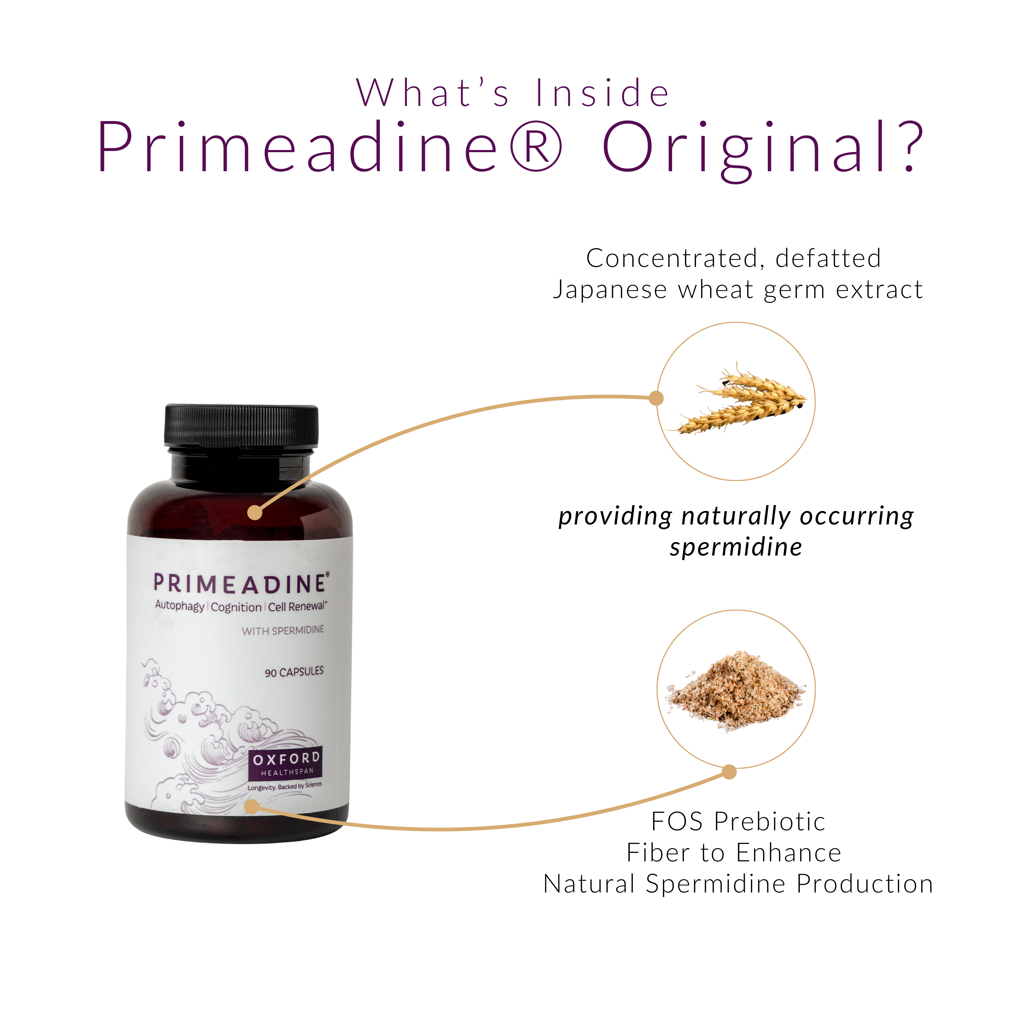 Primeadine® Original Spermidine Supplement - 3-Bottle Bundle / 90 Day Supply