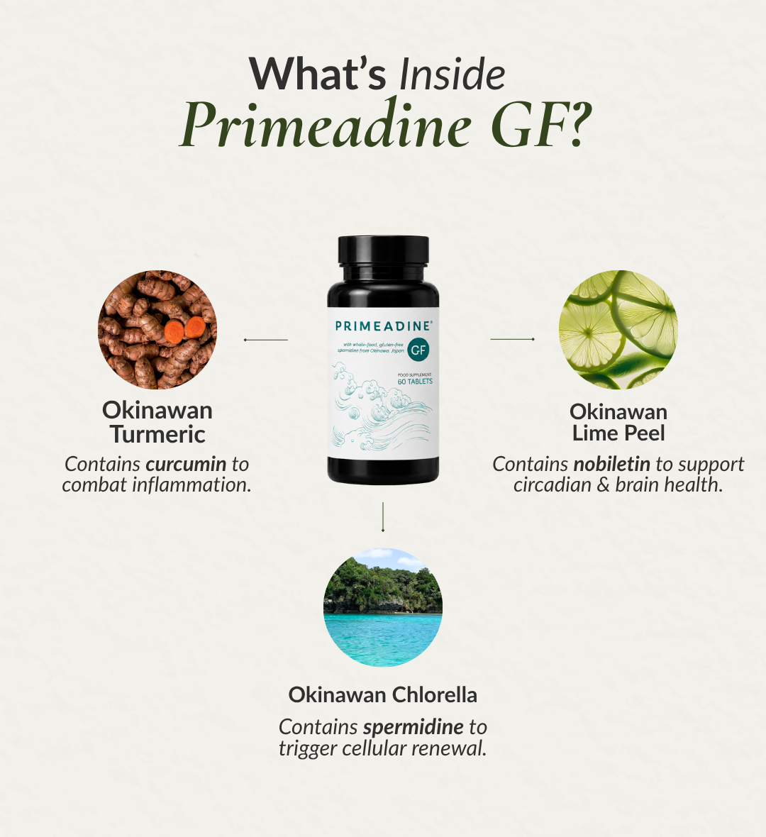 Primeadine® GF Gluten-Free Whole-Food Spermidine Supplement - 3 Bottles / 90 Day Supply
