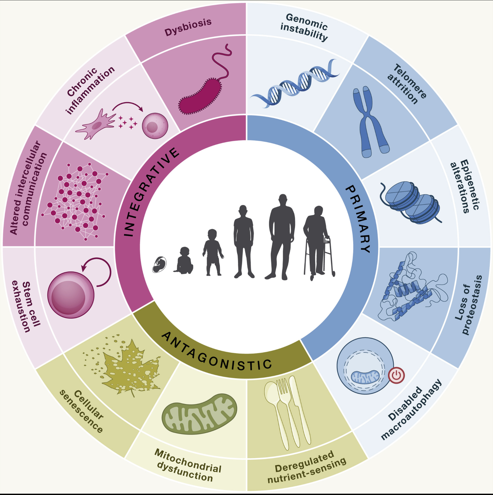 Taken from: López-Otín C, Blasco MA, Partridge L, Serrano M, Kroemer G. Hallmarks of aging: An expanding universe. Cell. 2023 Jan 19;186(2):243-278. doi: 10.1016/j.cell.2022.11.001. Epub 2023 Jan 3. PMID: 36599349